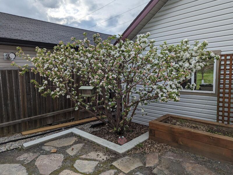 An image of my tree after blooming earlier in the year. Note the low, open vase pruning style designed to make it easy to thin and harvest.